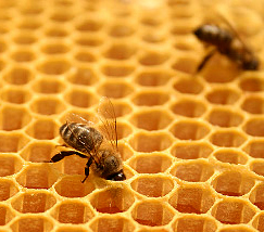 Cera-abella.jpg